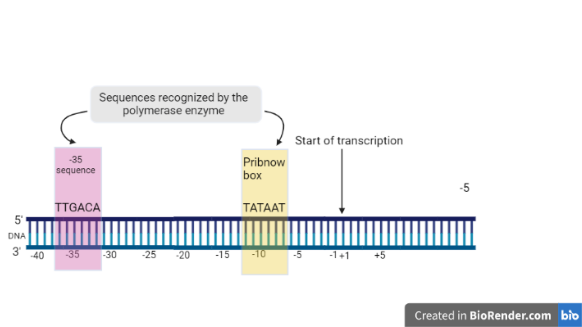 pribnow box tata box - Pribnow box