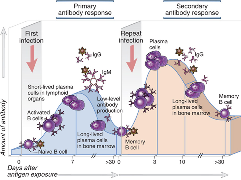 - Differences in the Primary and Secondary Immune Response.Image source: Abbas et. al: Cellular and Molecular Immunology
