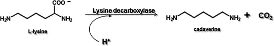 Breakdown of lysine - Breakdown of Lysine