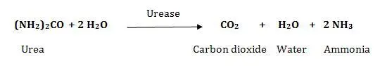 Urease test principle