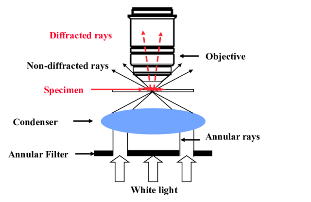 Dark-Field Microscopy  - Principle of Dark-Field Microscopy(Image courtesy: Olivier Haeberlé)