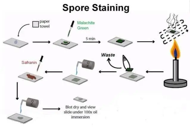 Spore staining procedure  - Spore staining procedure