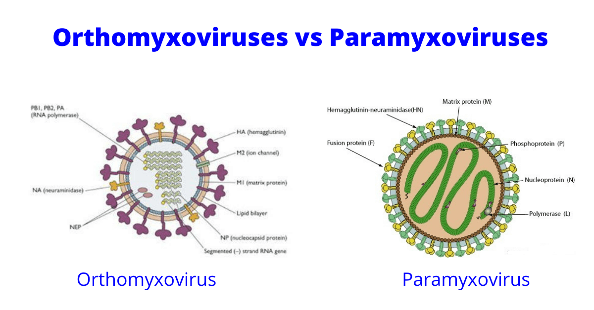 - Structural differences between Orthomyxoviruses and Paramyxoviruses