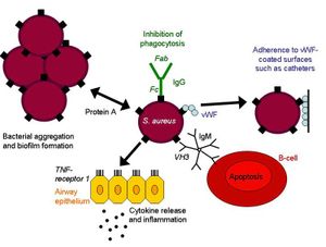  - Protein A as a multi-functional virulence factor(Source)