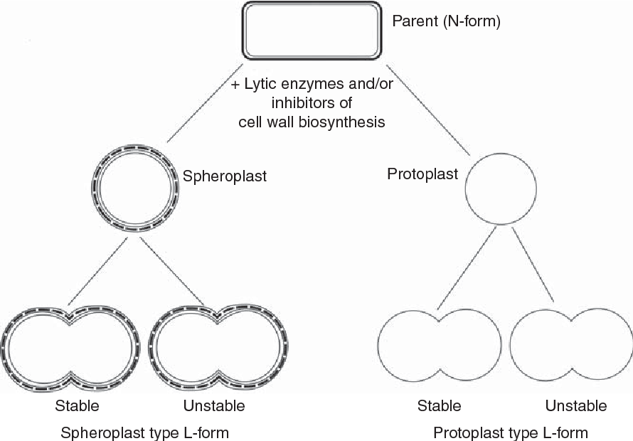 L form of bacteria
