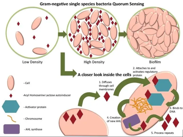 Quorum sensing of Gram-negative cells  - Quorum sensing of Gram-negative cells (Image source:Wikimedia Commons)