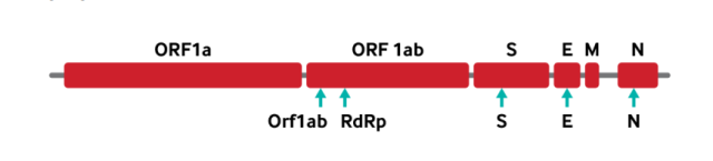 - Genome of SARS-CoV-2 with the most common RT-PCR targetshighlighted