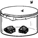 Red's Experiment; proved maggots came from flies - This Experiment proved maggots came from flies
