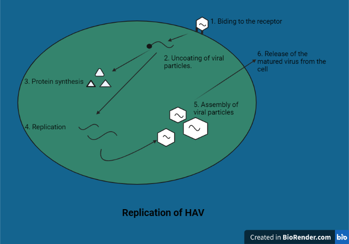 Replication of HAV