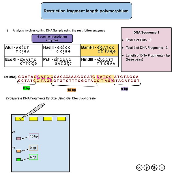 Restriction Fragment Length Polymorphism - This is an example of how DNA analysis looks like using RFLP.