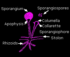 Labeled diagram of Rhizopus