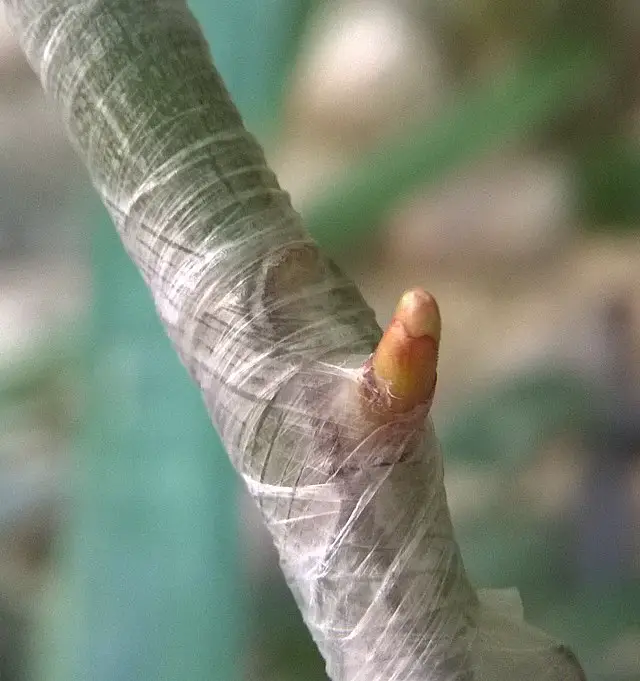 Rose chip (budding in rose) - Rose Chip after 5 days