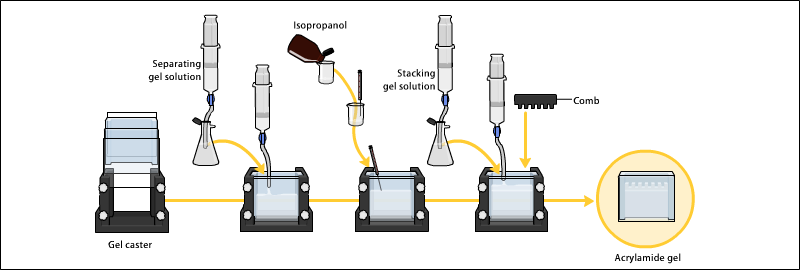 Preparation of gel cassette - Preparation of gel cassette
