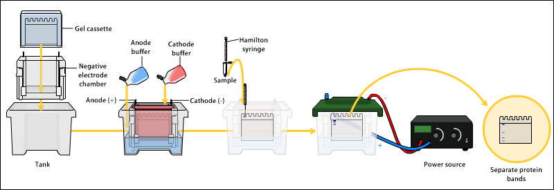 Running of polyacrylamide gel electrophoresis - Running of polyacrylamide gel electrophoresis