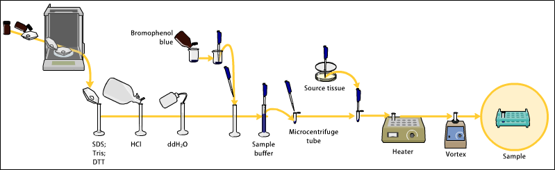 Sample preparation - Sample preparation