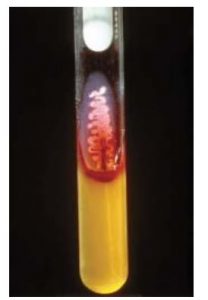 Salmonella typhi in TSI agar or KIA agar  - Salmonella typhiin TSI agar orKIA agar