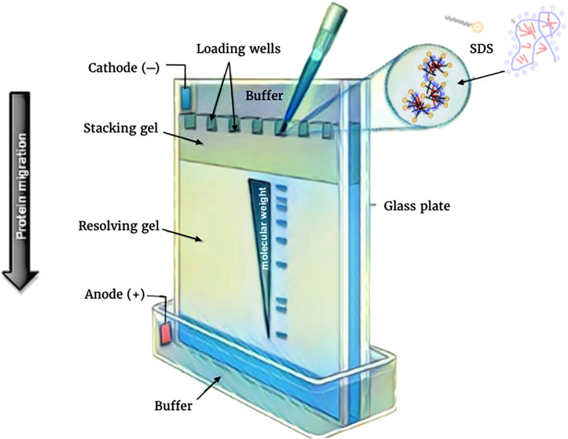 Principle of polyacrylamide gel electrophoresis - Principle of  polyacrylamide gel electrophoresis, Image source: DOI: 10.1016/B978-0-12-803077-6.00012-6