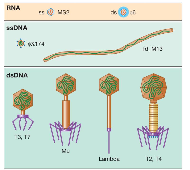 - Schematic representation of main types of phages(Image source: Brock Biology of Microorganisms)