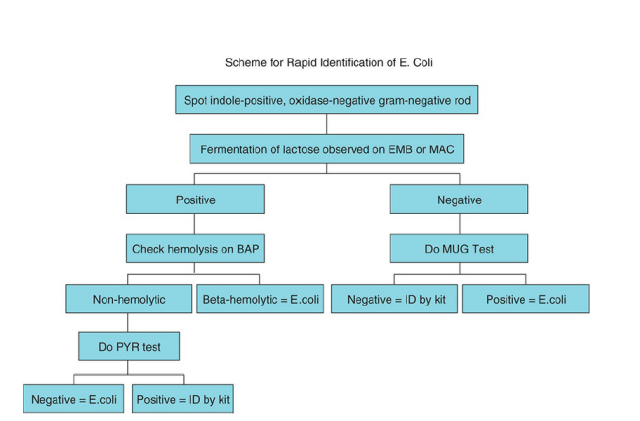 Scheme for Rapid Identification of E. coli. - Scheme for Rapid Identification ofE. coli.