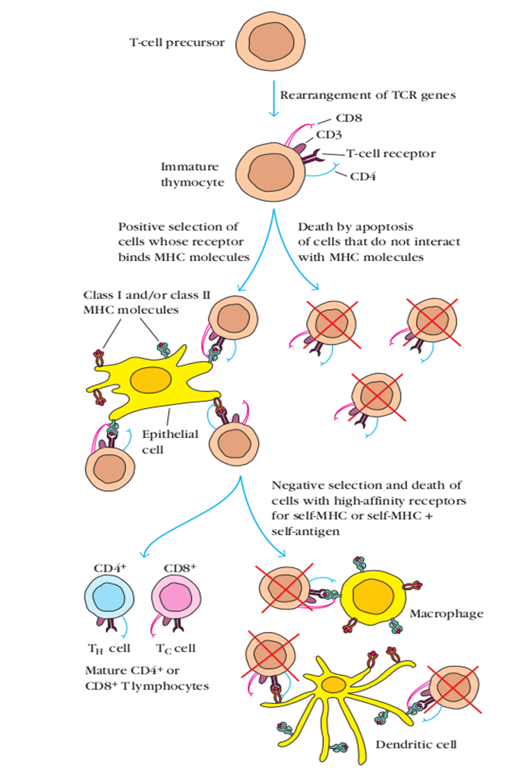 MHC Restriction and Clonal Expansion - MHC restriction and clonal selection