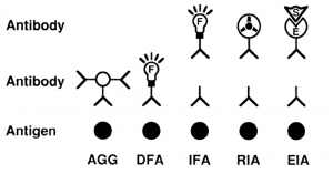 Different Serological methods that can be used for viral infection diagnosis  - Different Serological methods that can be used for viral infection diagnosis