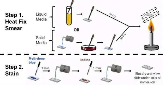 Simple Staining Procedure (simple stain) - Simple Staining Procedure