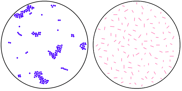 Left: Cocci in Cluster  Right: Bacilli  - Left: Cocci in Cluster; Right: Bacilli (Image source:microrao.com)