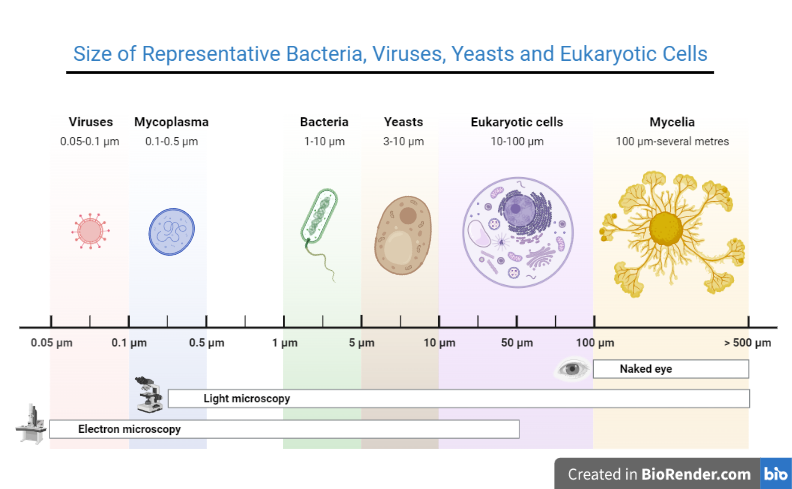 Size of bacteria, virus and yeasts - Sizes of representative bacteria, viruses, yeasts, and human cells. The bacteria range in size from Mycoplasma, the smallest, to Bacillus anthracis, one of the largest.