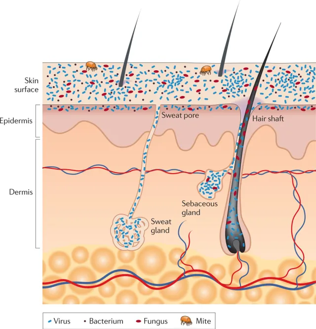  - Schematic of skin histology viewed in cross-section with microorganisms and skin appendages (imagesource)