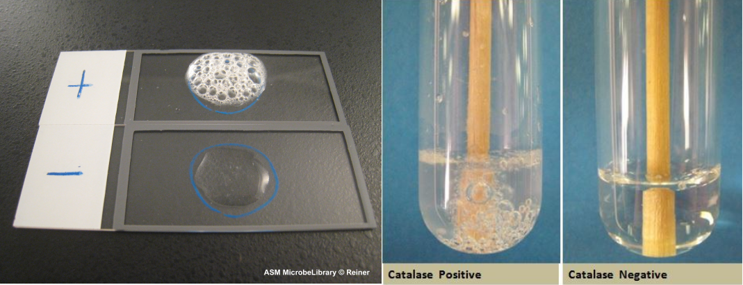 Slide and Tube Catalase Test Methods - Slide and tube catalase test methods