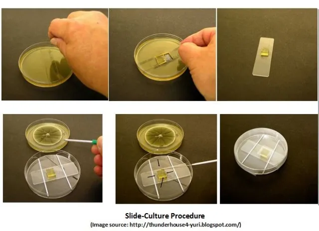 Slide-Culture Procedure