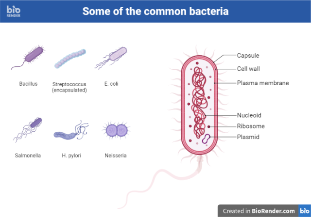Some of the common bacteria