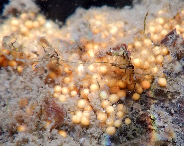 Internal budding in Spongilla - Internal budding inSpongilla