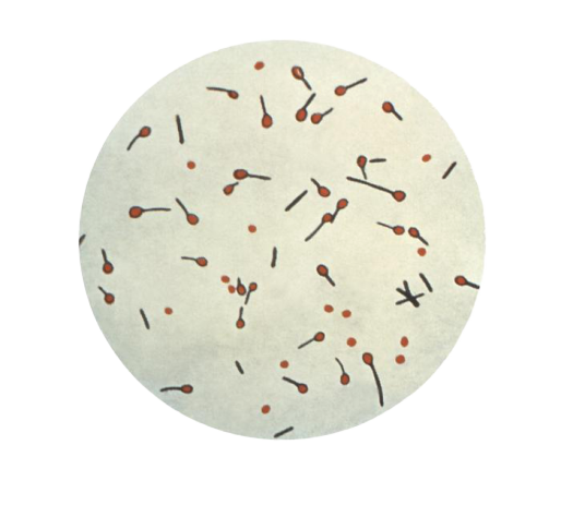 Spores of Clostridium tetani