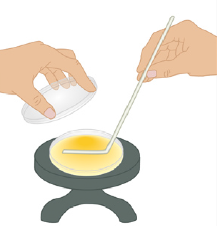 Spread plate technique - Spread-plate technique with a turntable and glass spreader.(Image source: Ref-1)