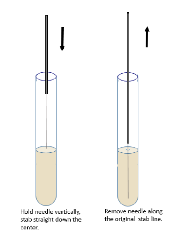 Stab line in SIM agar 