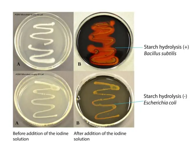 Starch Hydrolysis Test - Starch hydrolysis test (Image source: ASM)