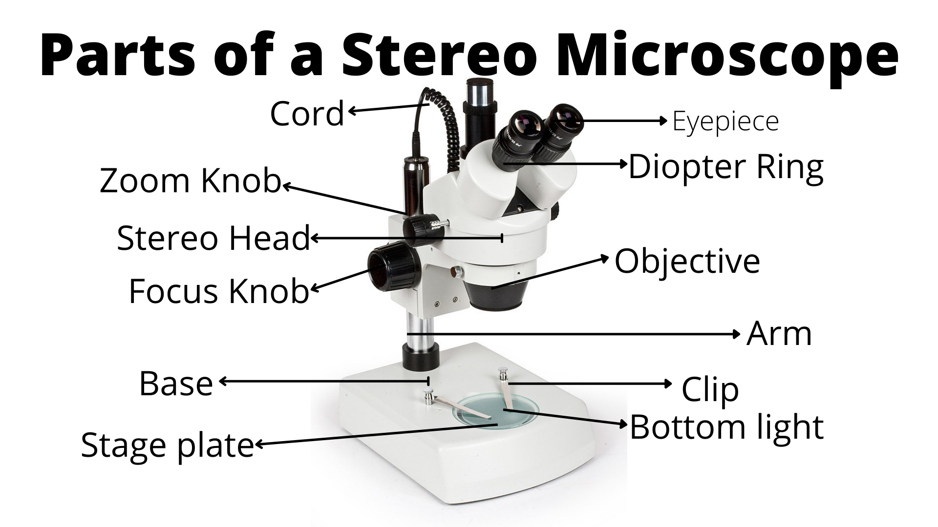 Parts of Stereo Microscope - Parts of Stereo Microscope