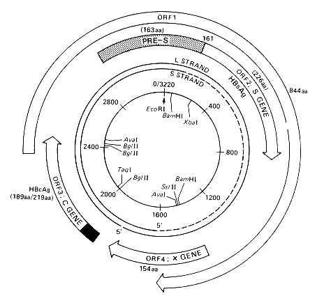 Genomic structure of HBV - Source:Abbas, Naaz & Arshad, Yousra & Shakoori, Abdul. (2006). Mutations in the hepatitis B virus core gene and its efficacy as a vaccine – A Review.. Proc. Pakistan Congr. Zool. 26. 103-129.