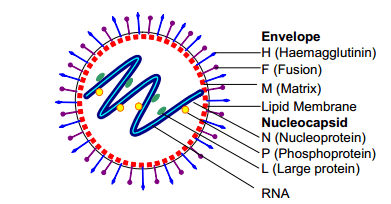 Structure of Measles Virus - Structure of Measles Virus