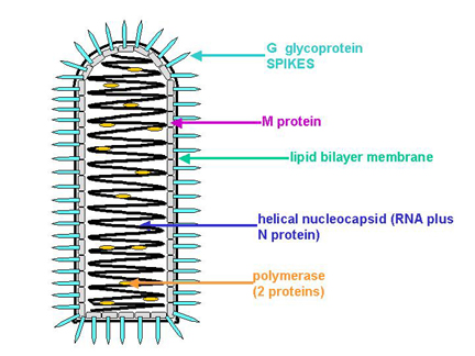 Structure of Rabies virus