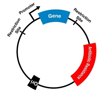 Parts of Plasmids