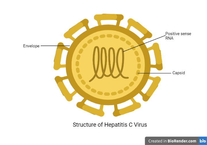 Structure of Hepatitis C virus