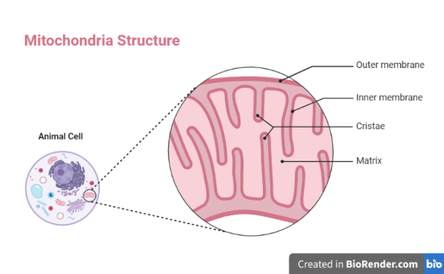 Mitochondria in animal cell - Structure of Mitochondria in Animal Cell
