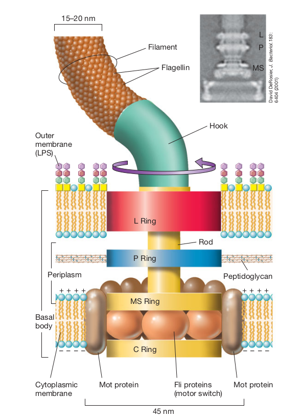 Structure of the bacterial flagella - Structure of the bacterial flagella