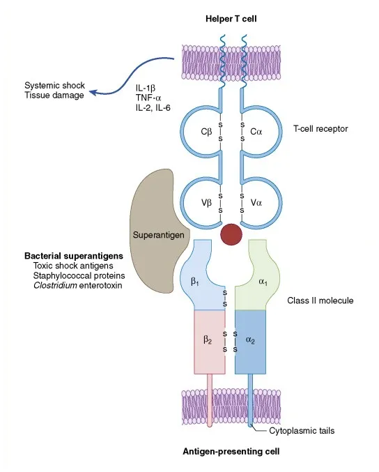  - Superantigen interaction with TCR-MHC-II(Source)