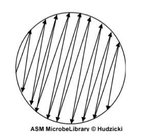 Swabbing Pattern for Susceptibility Testing - Image 1: Swabbing pattern to ensure proper inoculation of the organism.