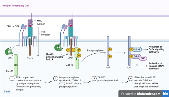 ZAP-10's role in T cell signal transduction - ZAP-70’s role in T cell signal transduction