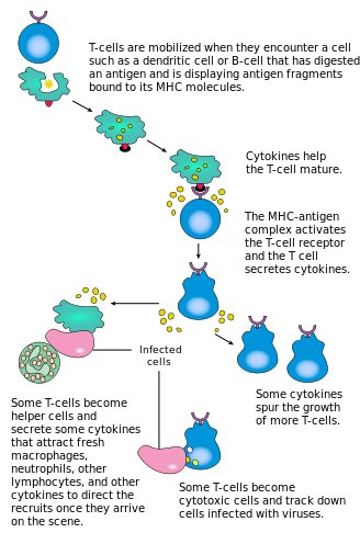 T-cell activation - T-cell activation