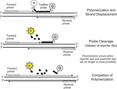  - Schematic of TaqMan (5′ nuclease) assay(Image source: Ref-2)